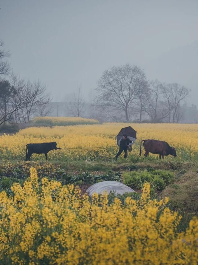 关于爱情的唯美诗句（浪漫到骨子里唯美诗句）