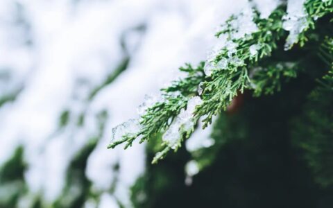 雪景的描写优美句子（雪景的描写优美句子）