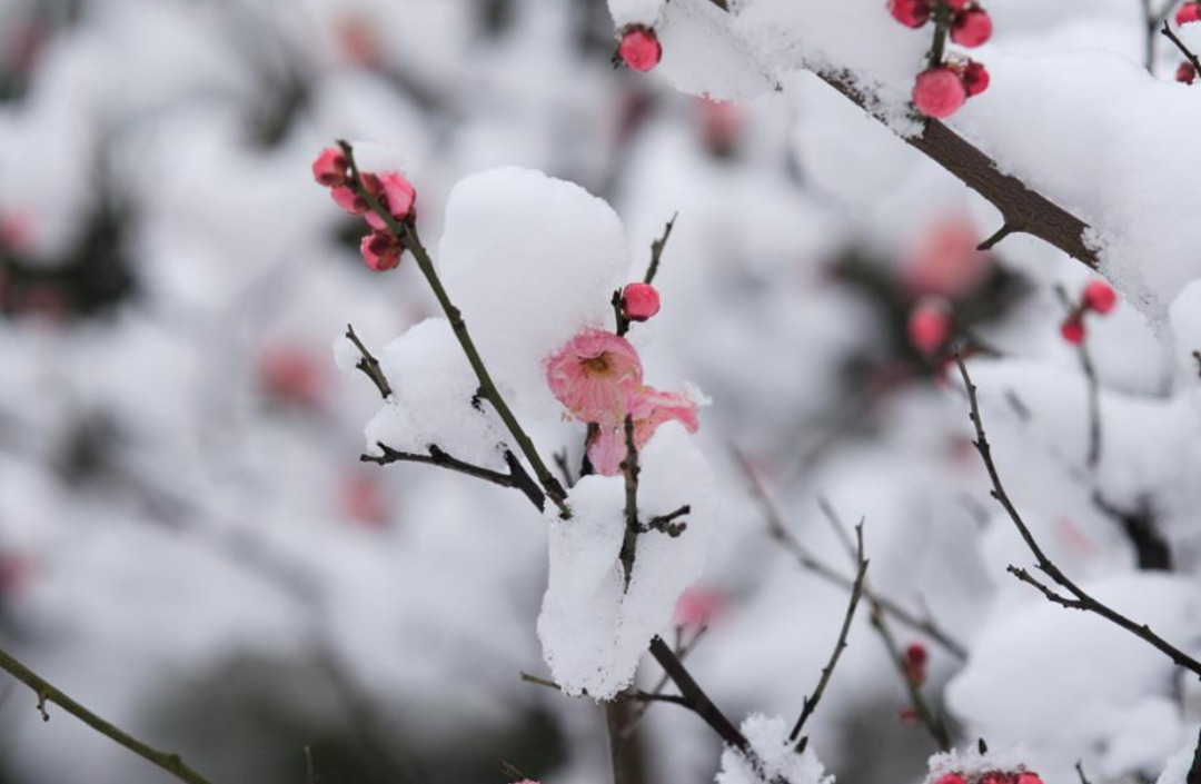 关于梅花的古诗全首（赞美梅花的古诗）
