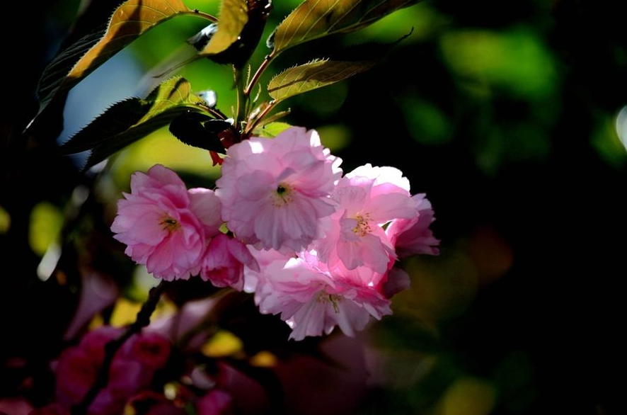 阳春三月的美景诗句（描写阳春三月的唯美句子）