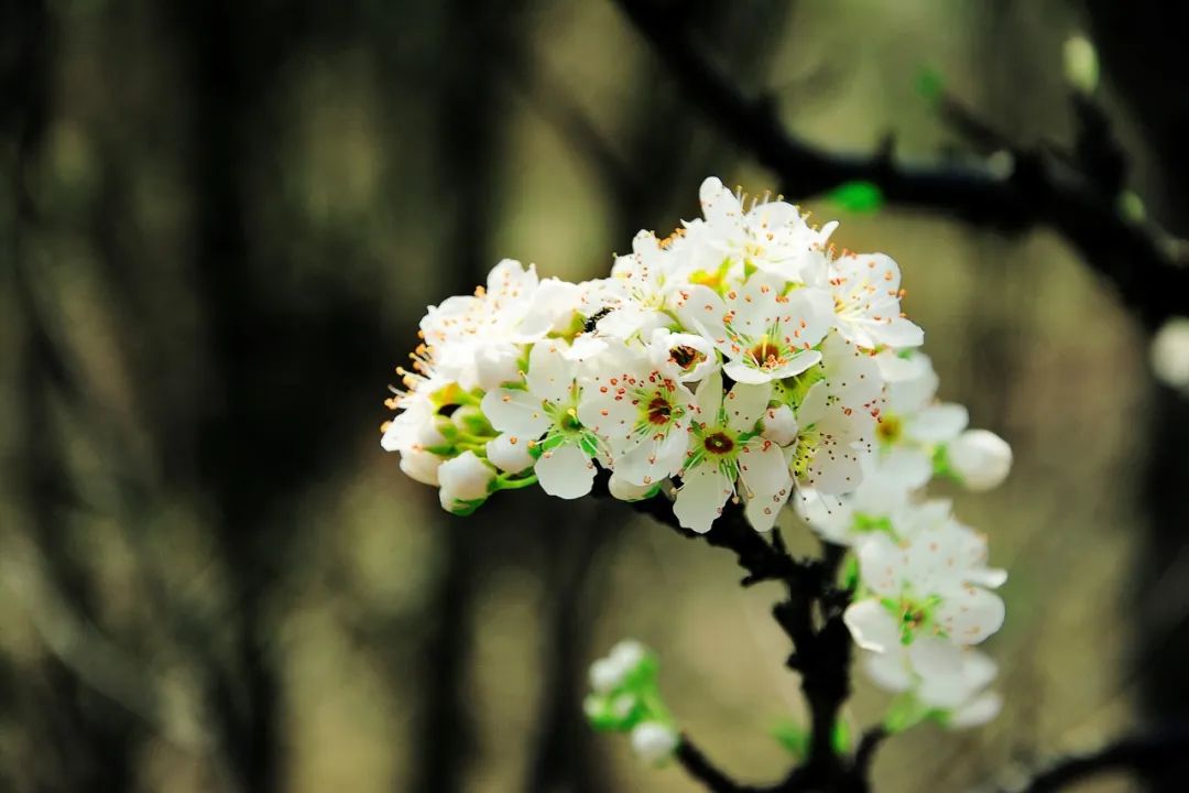 关于惊蛰的古诗大全（描写惊蛰节气的古诗）