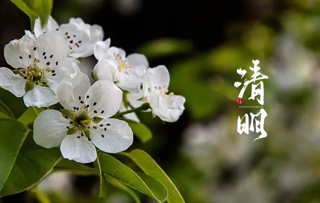 清明节的诗句有哪些（最有名的清明节古诗）