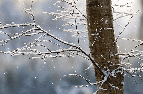 下雪的诗句唯美短句（下雪文案短句干净）