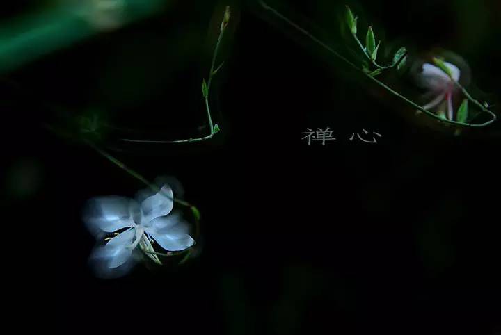 再别康桥原文解析（徐志摩的经典诗赏析）