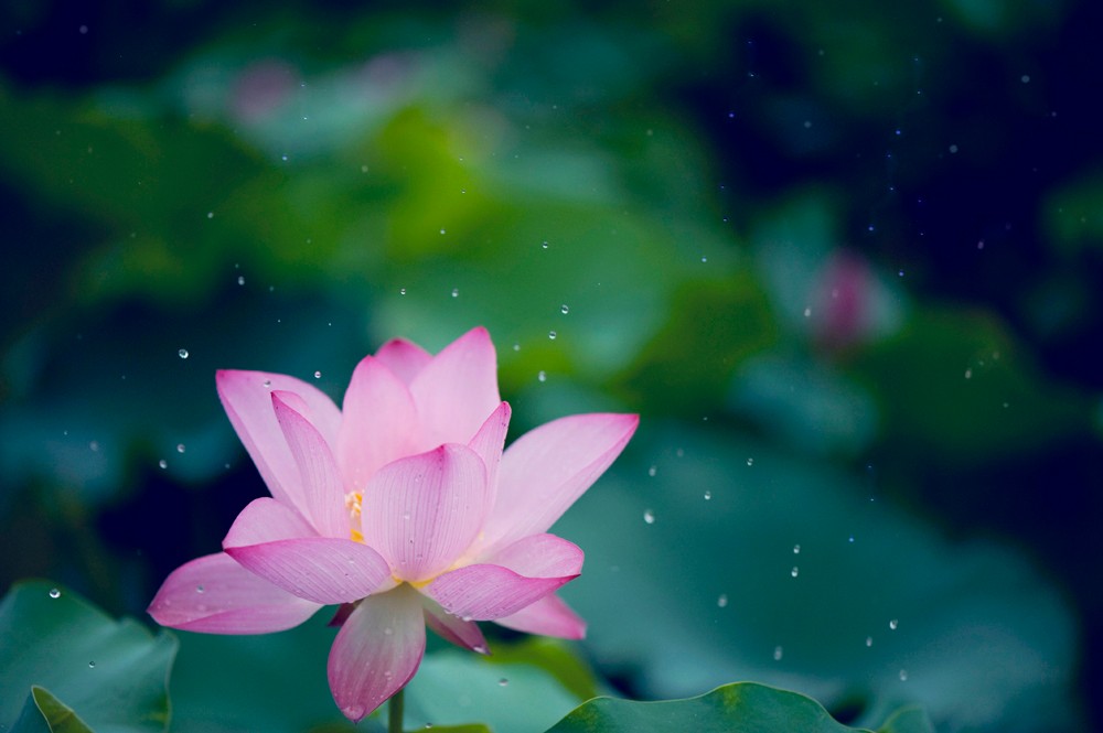 再别康桥原文解析（徐志摩的经典诗赏析）