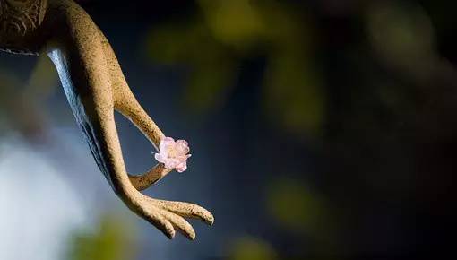 再别康桥原文解析（徐志摩的经典诗赏析）