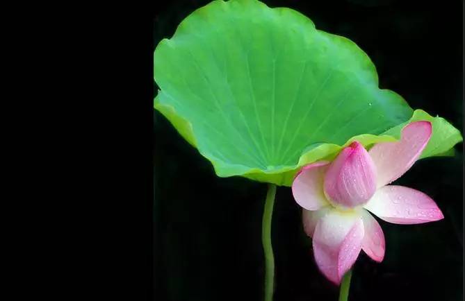 再别康桥原文解析（徐志摩的经典诗赏析）