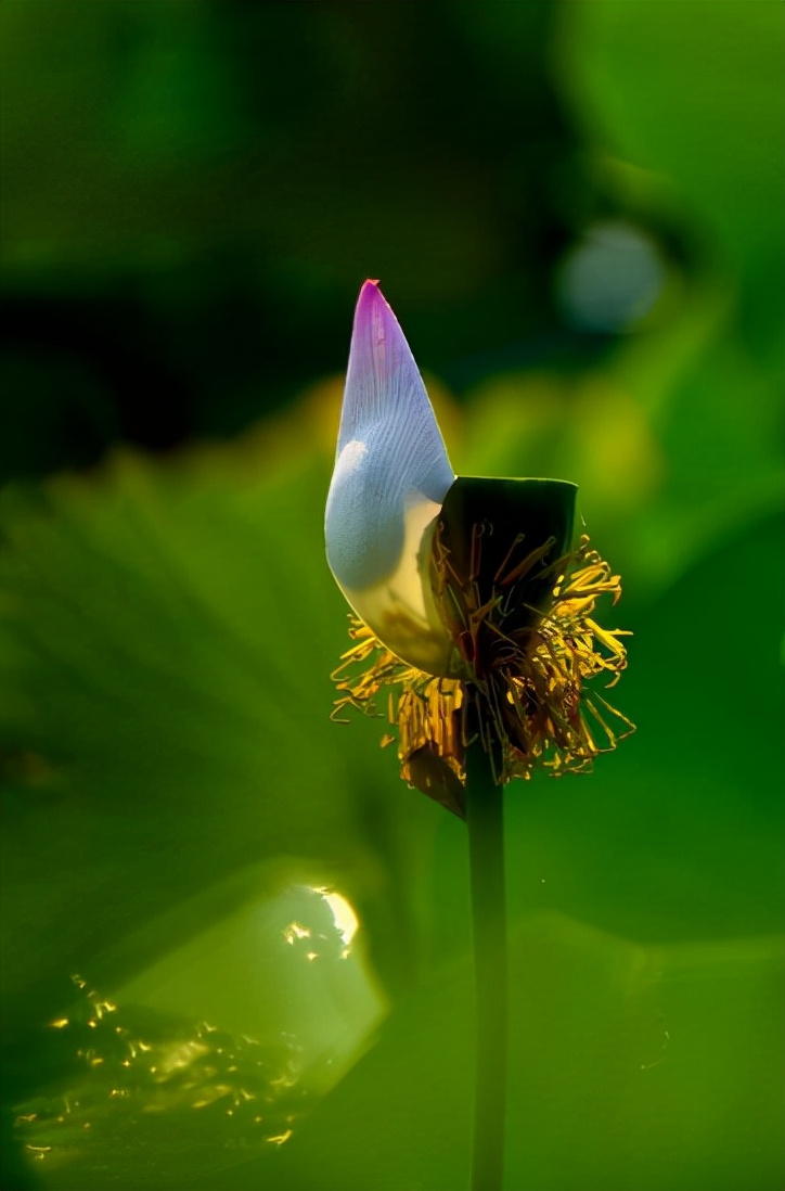 描写秋天荷花的诗句（赞美荷花的诗句）