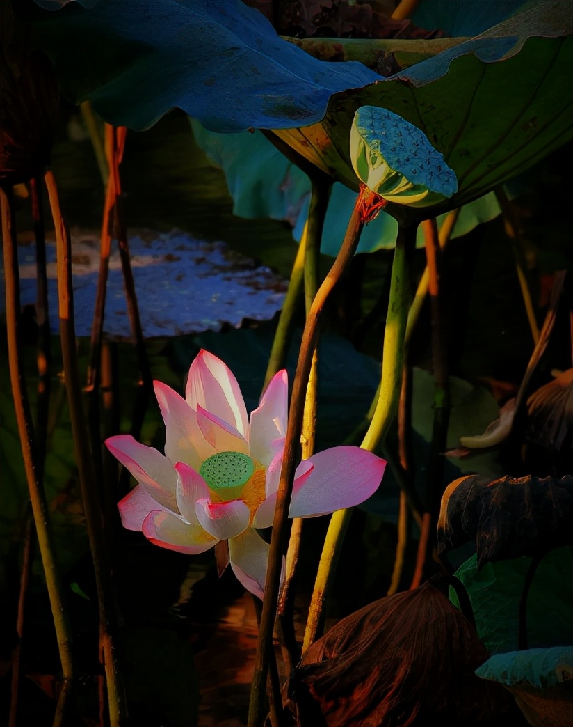 描写秋天荷花的诗句（赞美荷花的诗句）