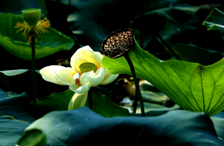 描写秋天荷花的诗句（赞美荷花的诗句）
