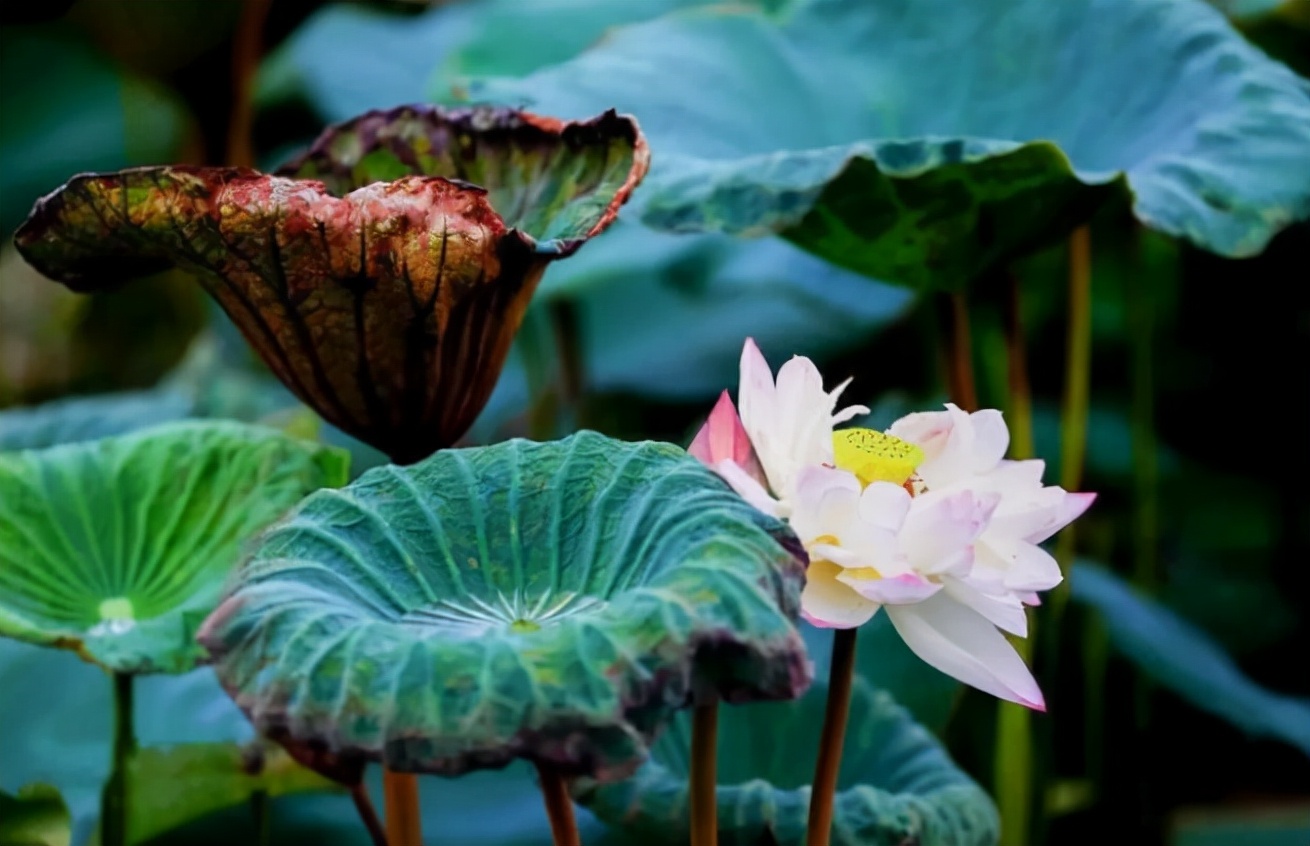 描写秋天荷花的诗句（赞美荷花的诗句）