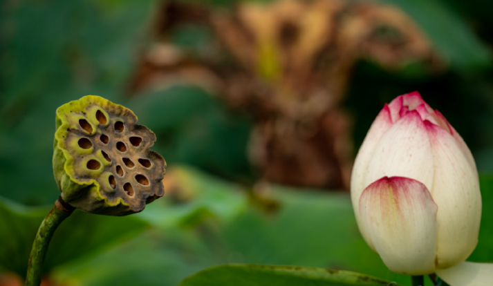 描写秋天荷花的诗句（赞美荷花的诗句）