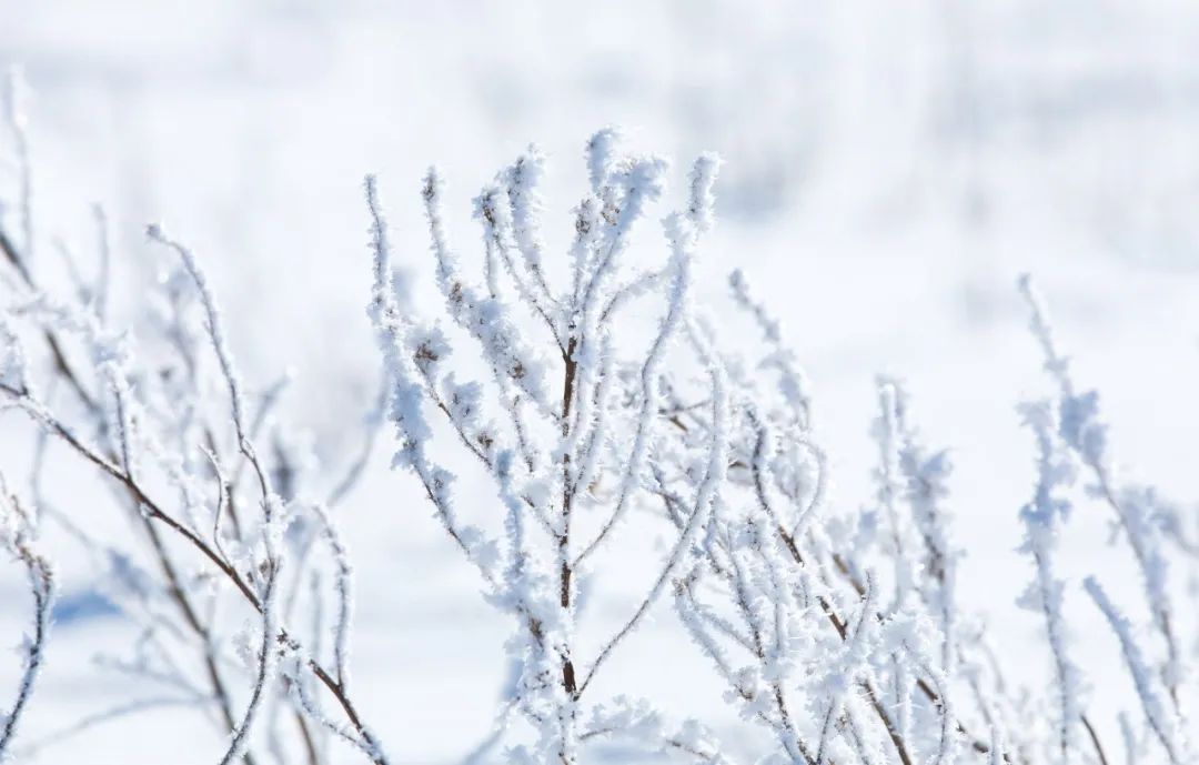 冬雪的诗句有哪些（有关冬雪的经典诗词）
