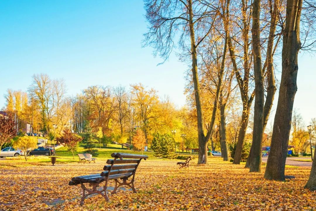 九九重阳节的诗词短句（赞美九九重阳节的诗句）