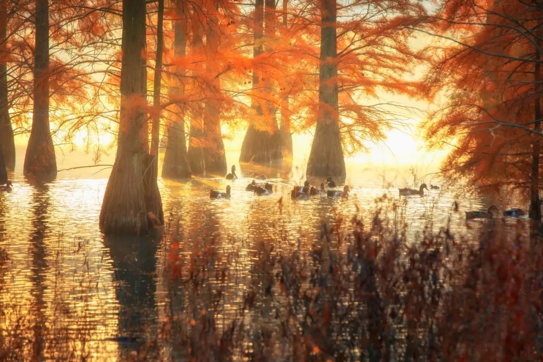 九九重阳节的诗词短句（赞美九九重阳节的诗句）