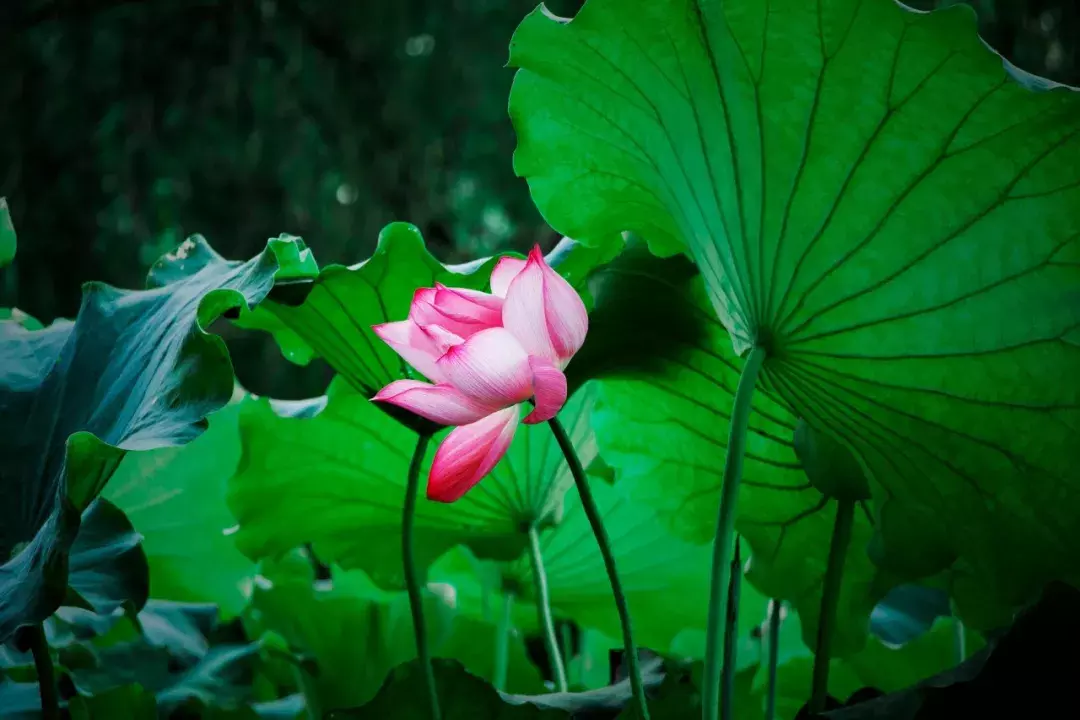 关于莲花的诗句有哪些（莲花诗句经典欣赏）