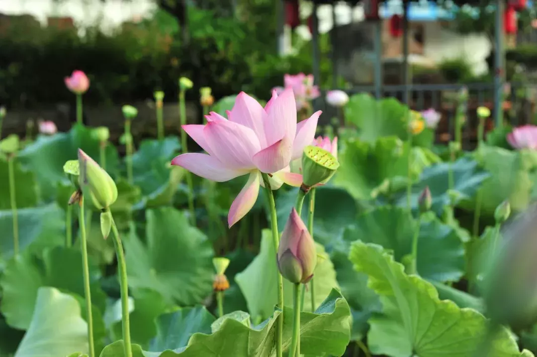 关于莲花的诗句有哪些（莲花诗句经典欣赏）