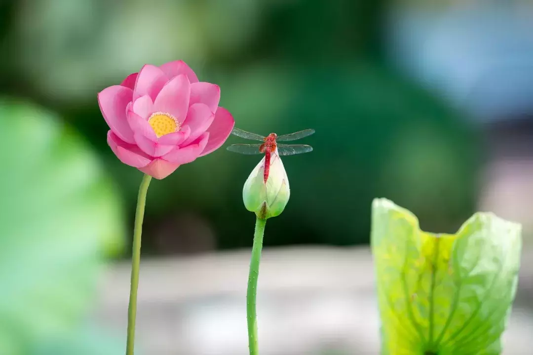 关于莲花的诗句有哪些（莲花诗句经典欣赏）