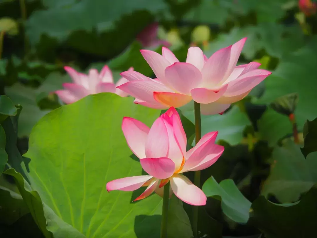 关于莲花的诗句有哪些（莲花诗句经典欣赏）