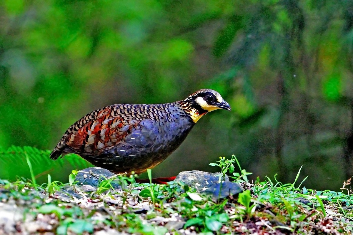 描写祖国大好河山的古诗（赞美祖国壮丽山河的诗）