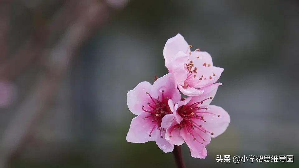描写桃花的优美语段（朋友圈晒花的唯美句子）