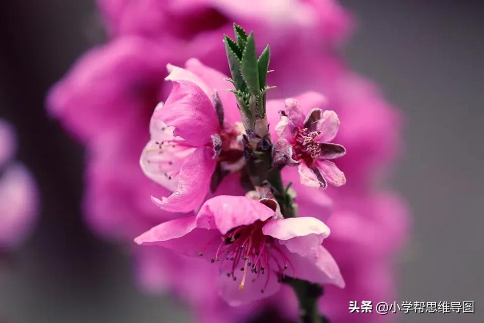 描写桃花的优美语段（朋友圈晒花的唯美句子）