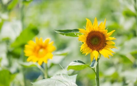形容初夏的诗句唯美（关于初夏的诗句欣赏）