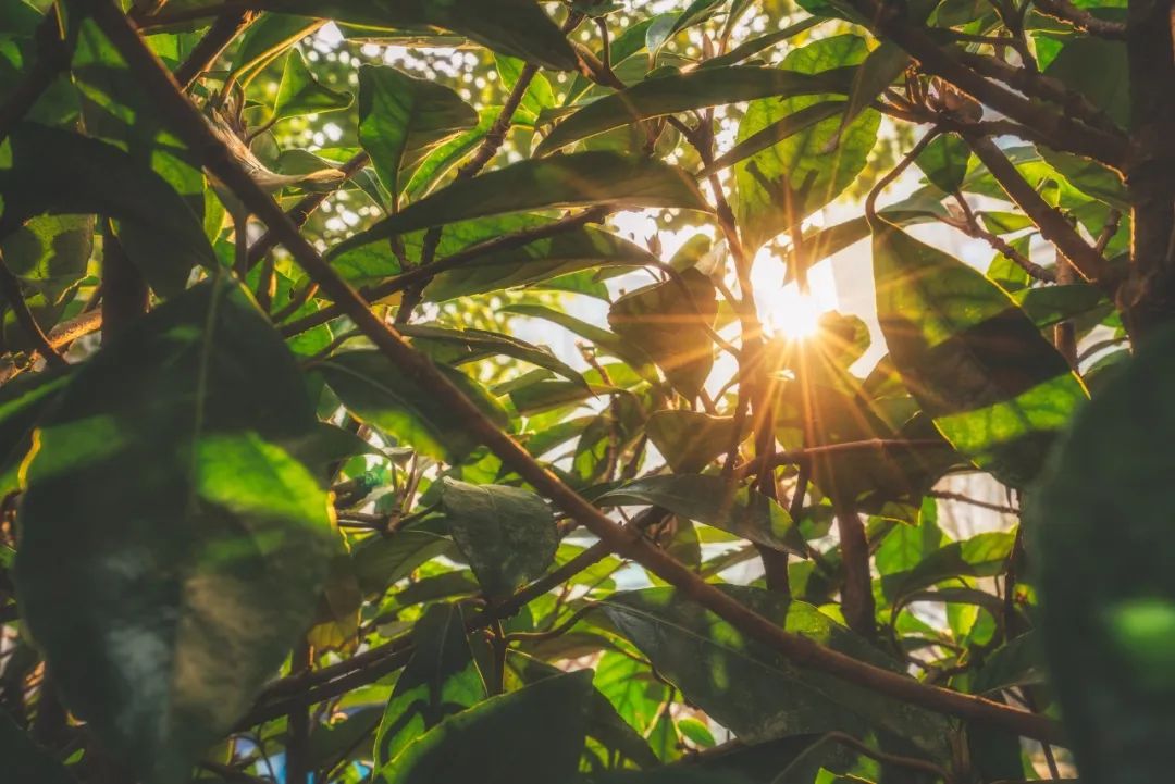 形容初夏的诗句唯美（关于初夏的诗句欣赏）