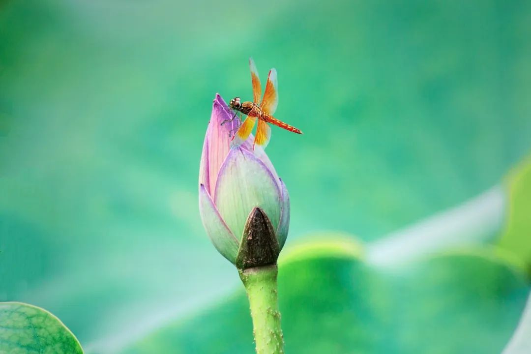 形容初夏的诗句唯美（关于初夏的诗句欣赏）