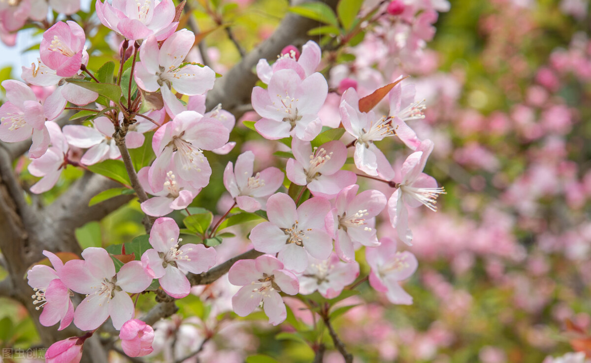 描写春天的唯美短句（表达春天美好的句子）