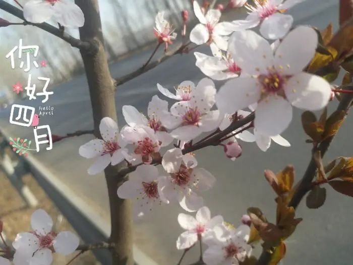 四月你好唯美句子简短（赞美四月的唯美句子）