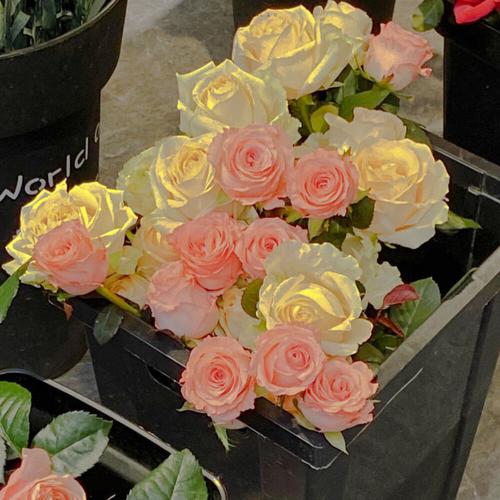 浪漫经典语录简短（一句简短浪漫的情话）