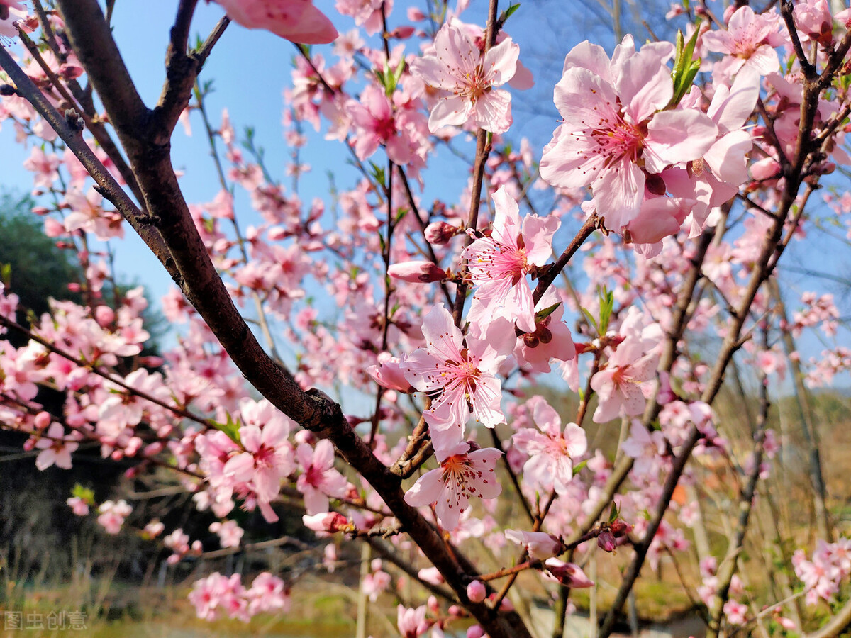 赞美老师的诗词歌赋（歌颂赞美老师的古诗词）