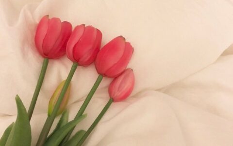 简短的表白情话诗句（古言表白情话诗句）