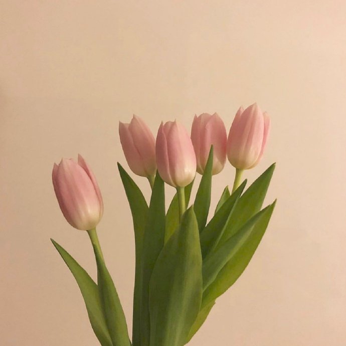 简短的表白情话诗句（古言表白情话诗句）
