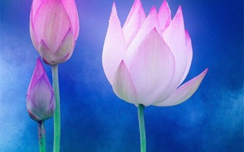 感悟生活的经典句子（最精辟人生短句）