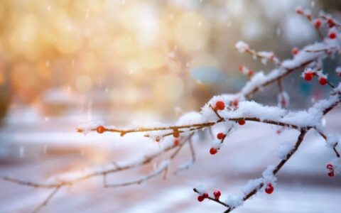 关于雪的诗词名句（描写雪的诗句古诗大全）