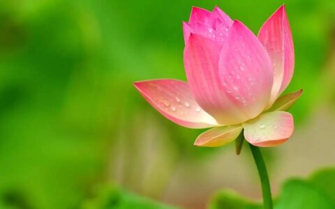 夏天的古诗大全300首（小学关于夏天的古诗）