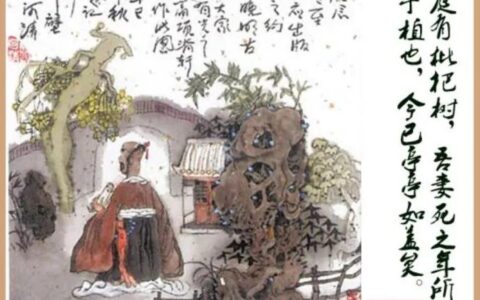 亭亭如盖矣原文翻译（今已亭亭如盖矣翻译赏析）