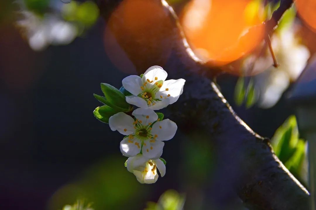 【美文共享】宋词里的春天,十种绝美,十种心动!