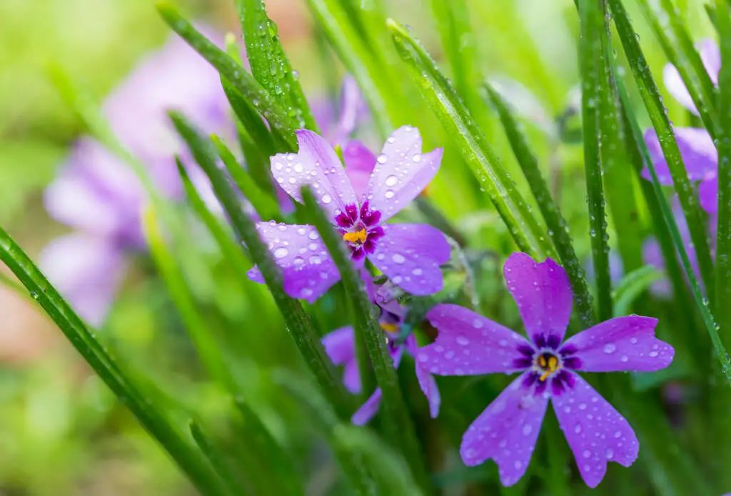 【美文共享】宋词里的春天,十种绝美,十种心动!