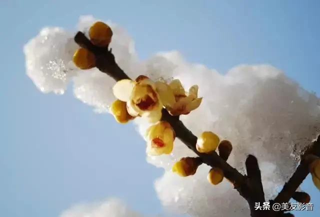 含有梅花的诗句有哪些（描写梅花的古诗句）