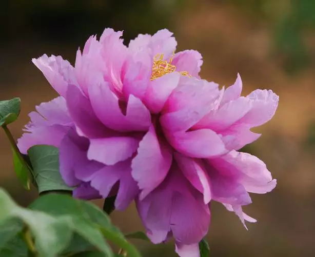 形容牡丹花的句子唯美（赞美牡丹花的优美短句）