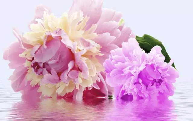 形容牡丹花的句子唯美（赞美牡丹花的优美短句）