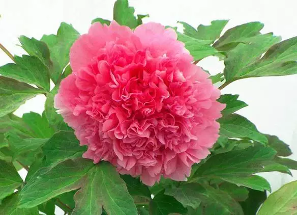 形容牡丹花的句子唯美（赞美牡丹花的优美短句）