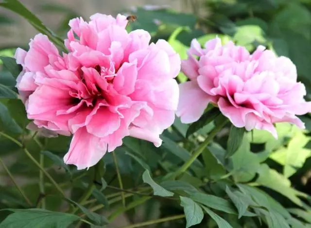 形容牡丹花的句子唯美（赞美牡丹花的优美短句）