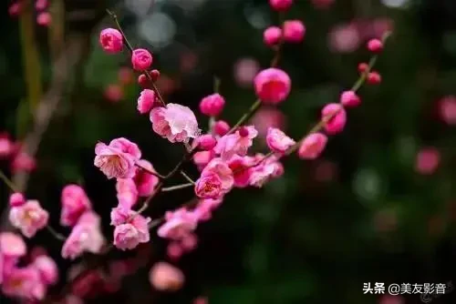 含有梅花的诗句有哪些（描写梅花的古诗句）