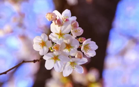 泰戈尔代表作品有哪些（泰戈尔简介及作品诗集）