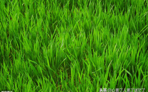 温馨家的说说心情短语（享受家的温馨简单说说）