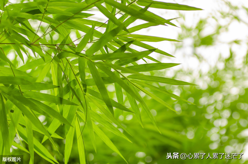 温馨家的说说心情短语（享受家的温馨简单说说）